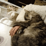 1chouquette