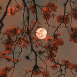 adrianita_2.5