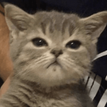 aeynip