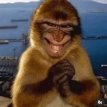 buffalofriedmonkey