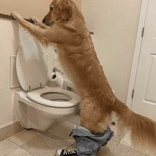 butlermia