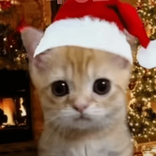 catmaster151