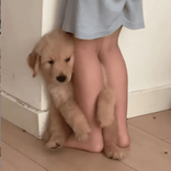 champookodcha