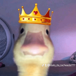 daily_da_cacheada777