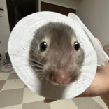_dovob_