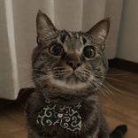 g0ldmew