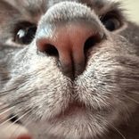 hachikocult