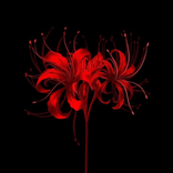ilyamysra