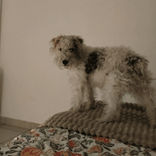 jadeo9815