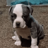 lavish.kennels.llc