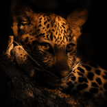 leopardabonita TikTok live recordings