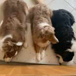 lilly_et_austrachiens