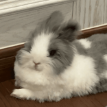 _lovecutebunny