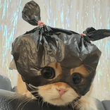meow591184