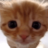 nekoja444