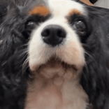 prmesupa