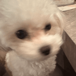 rina_35856