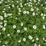 sativaaasunflower