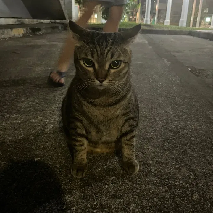 melsokool